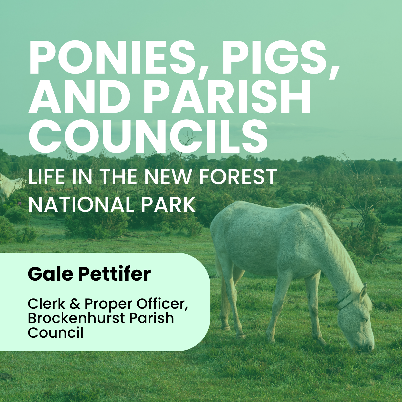 Ponies, Pigs, and Parish Councils: Life in the New Forest National Park episode artwork